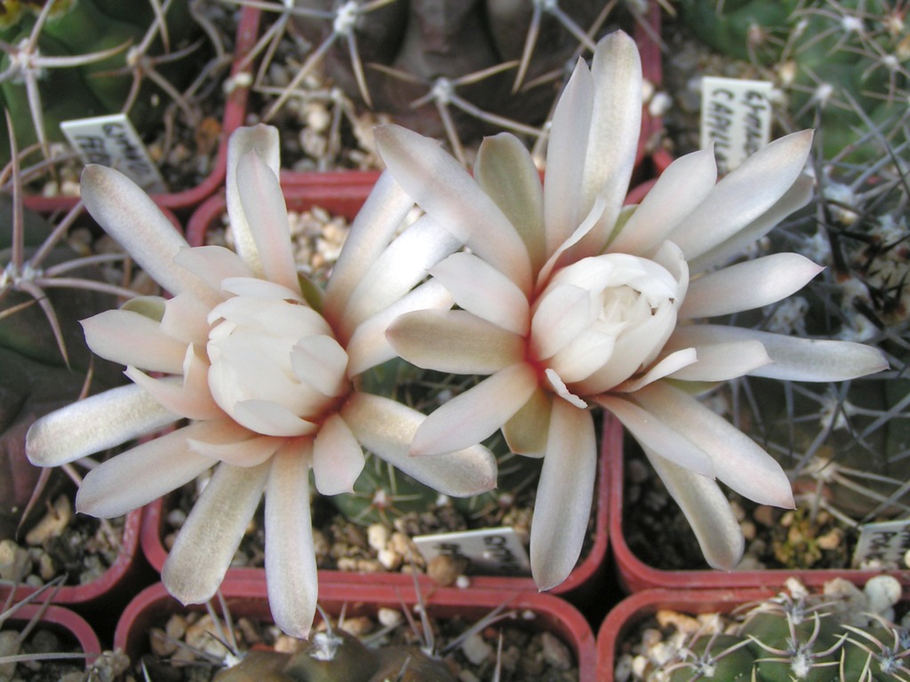 Gymnocalycium amerhauseri HT 88_229